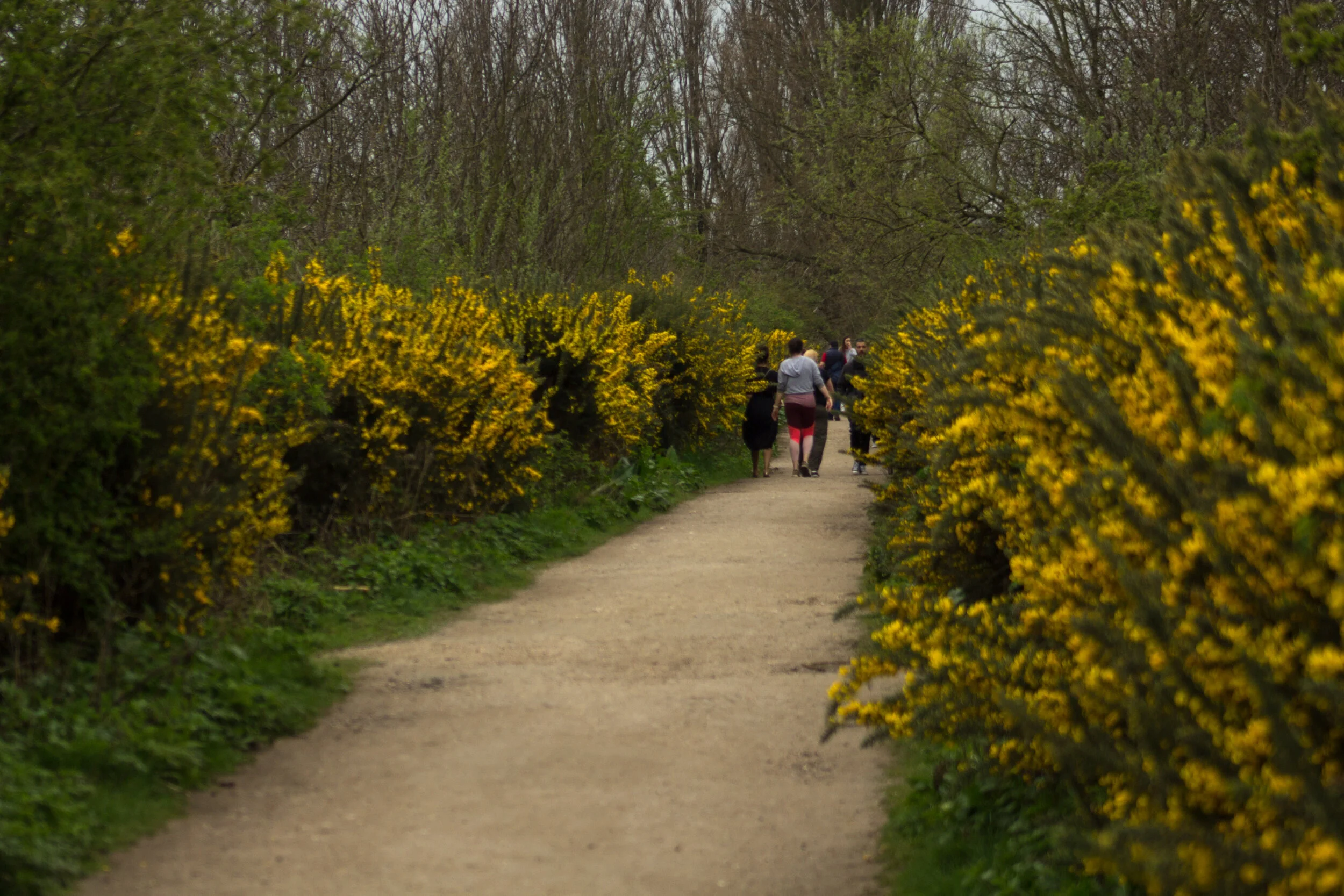 bright, yellow forsythias border the snaking trails
