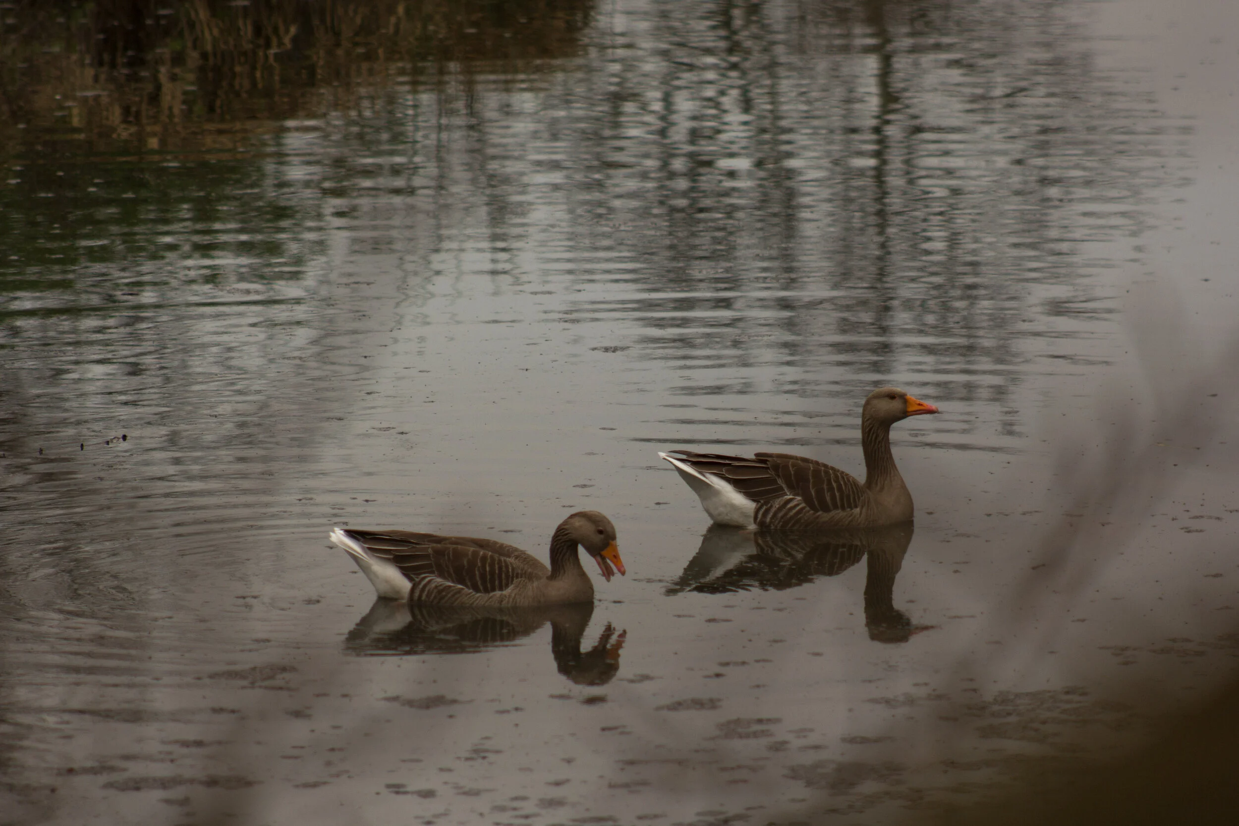 IMG_6872.jpg