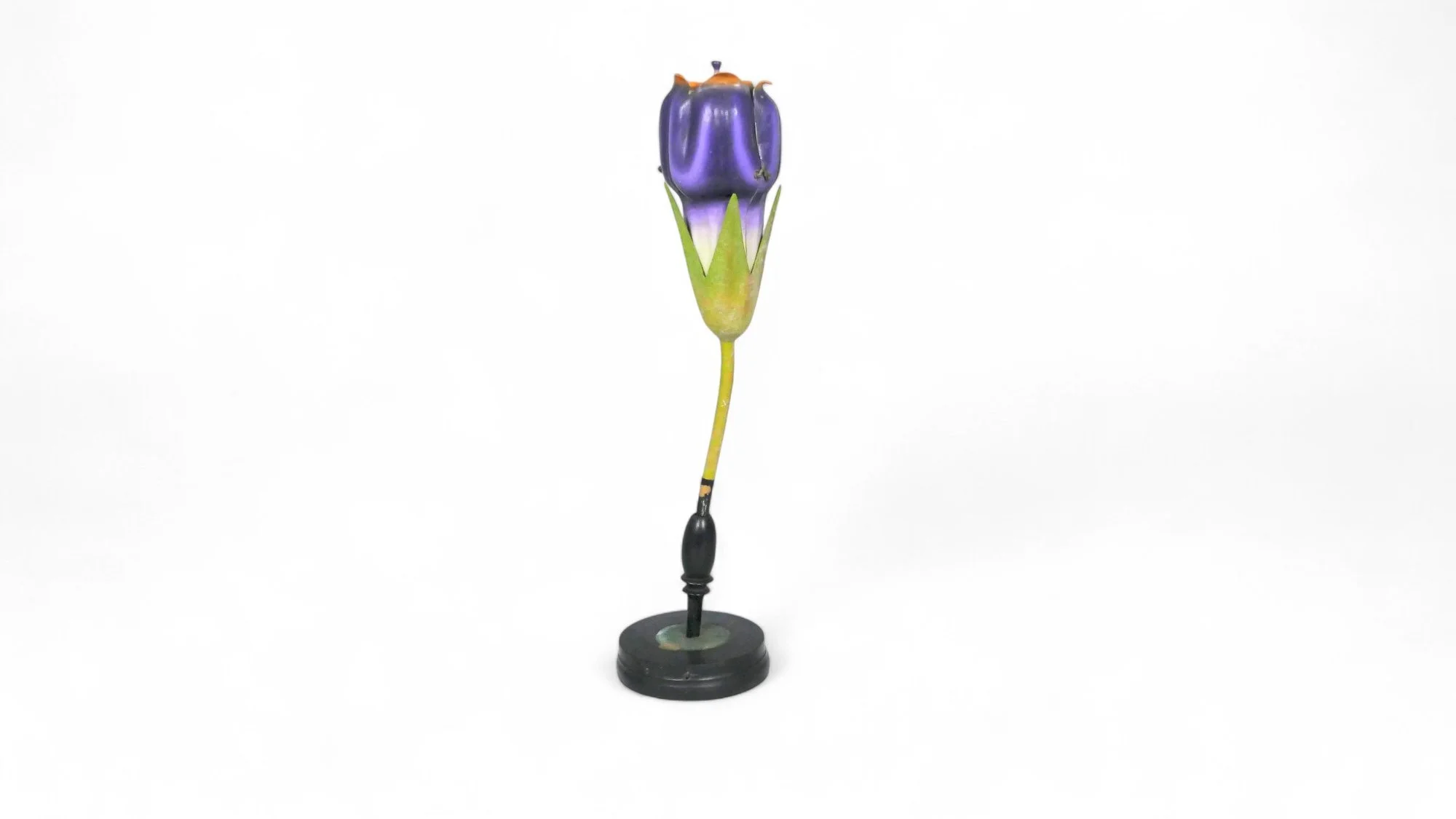 R. Brendel «Symphytum» Botanical Didactic Model