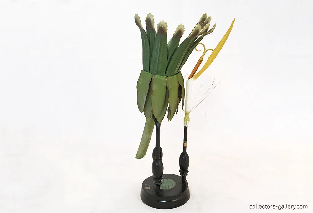 R. Brendel «Taraxacum Vulgare» Botanical Didactic Model XIXe