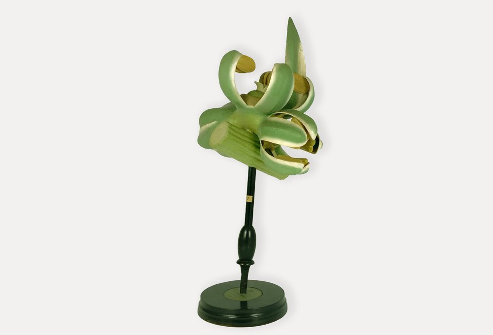 R. Brendel «Beta Vulgaris» Botanical Didactic Model XIXe