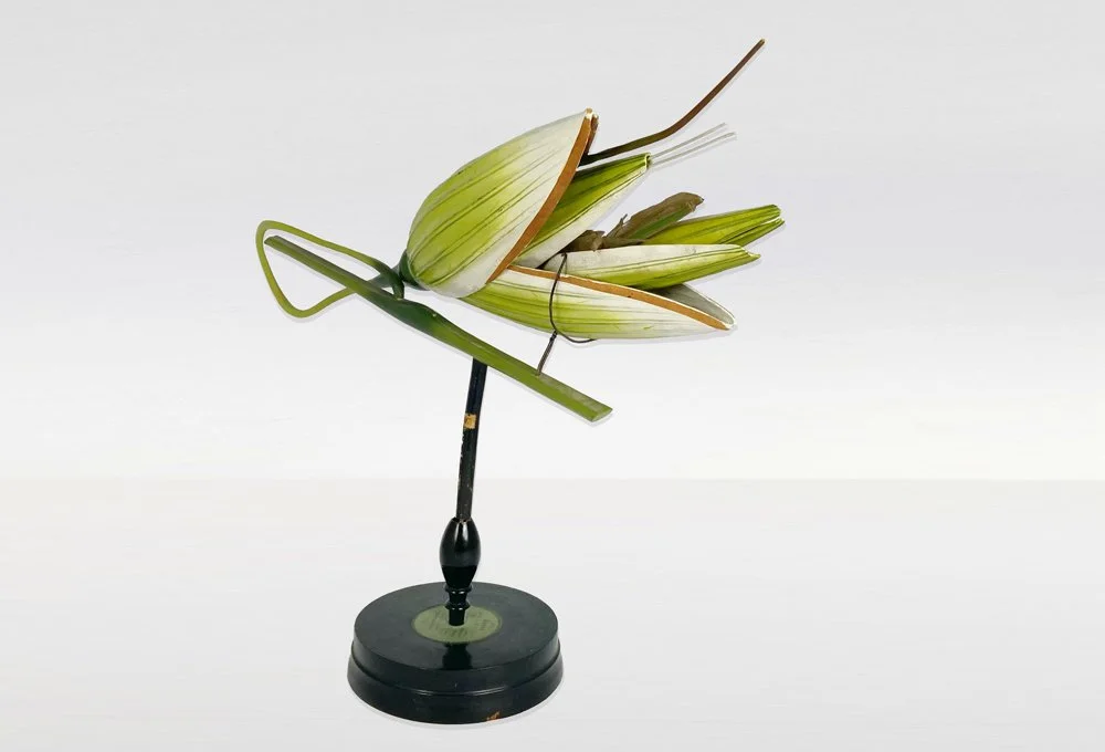 R. Brendel «Avena Sativa» Botanical Didactic Model XIXe