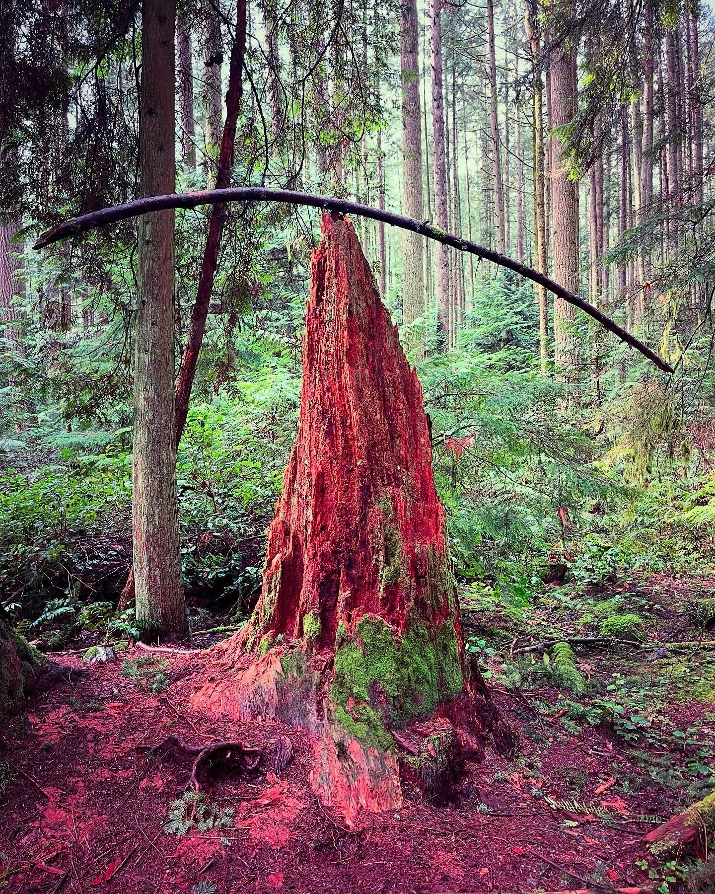 International Day of Forests, March 21 2025. Great reminder where we need to be. From Root to Crown, creating peace and harmony. 

#FernwoodCreative #iloveforests