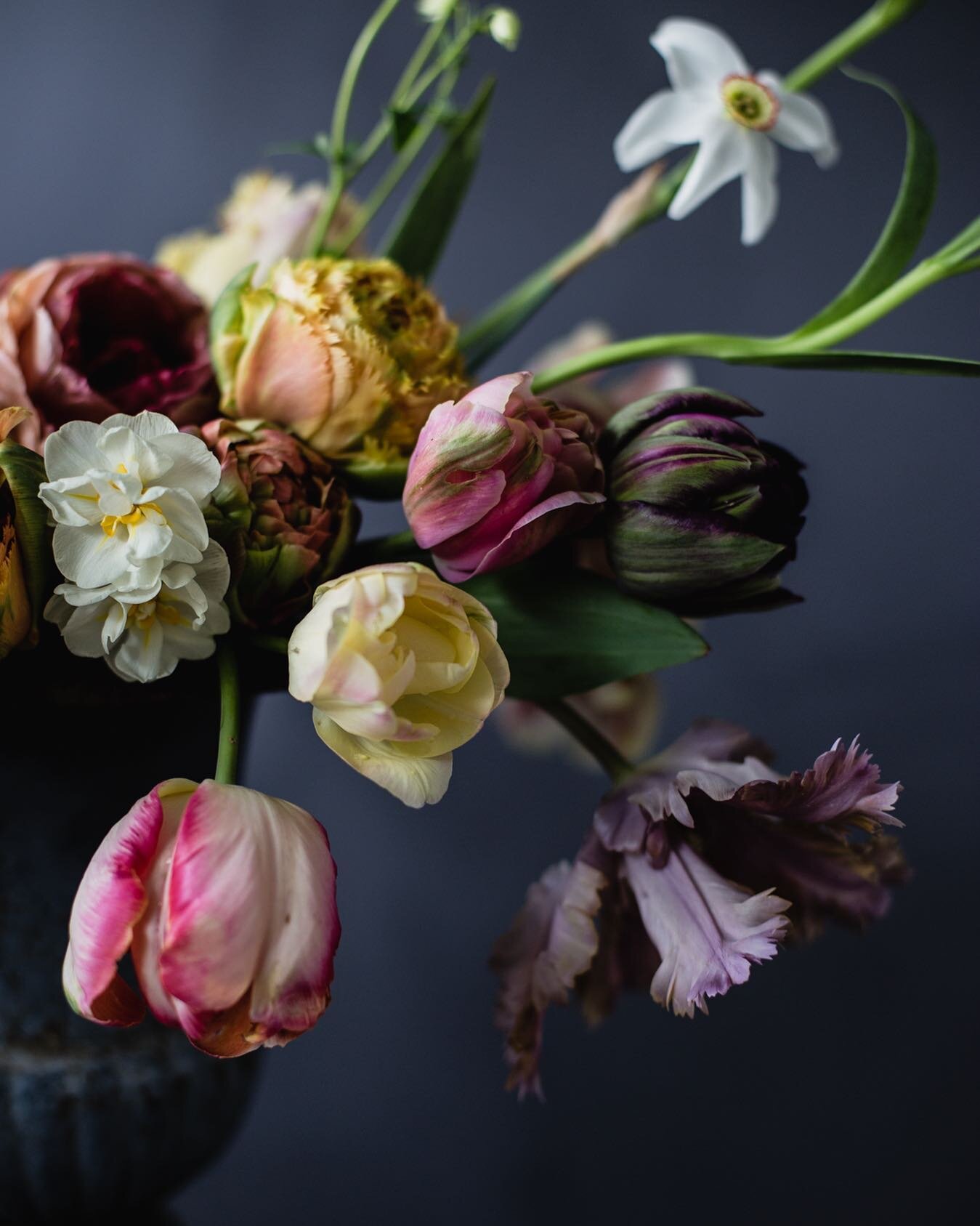 Is there a Vovos tulip appreciation society? Because if not, I think we need to create one. I am more than mildly obsessed with it. 
.
.
.
.
.
#vovostulip #dutchmastersinspired #chiaroscurophotography #chiaroscuro #springflowersmakemehappy #excessive