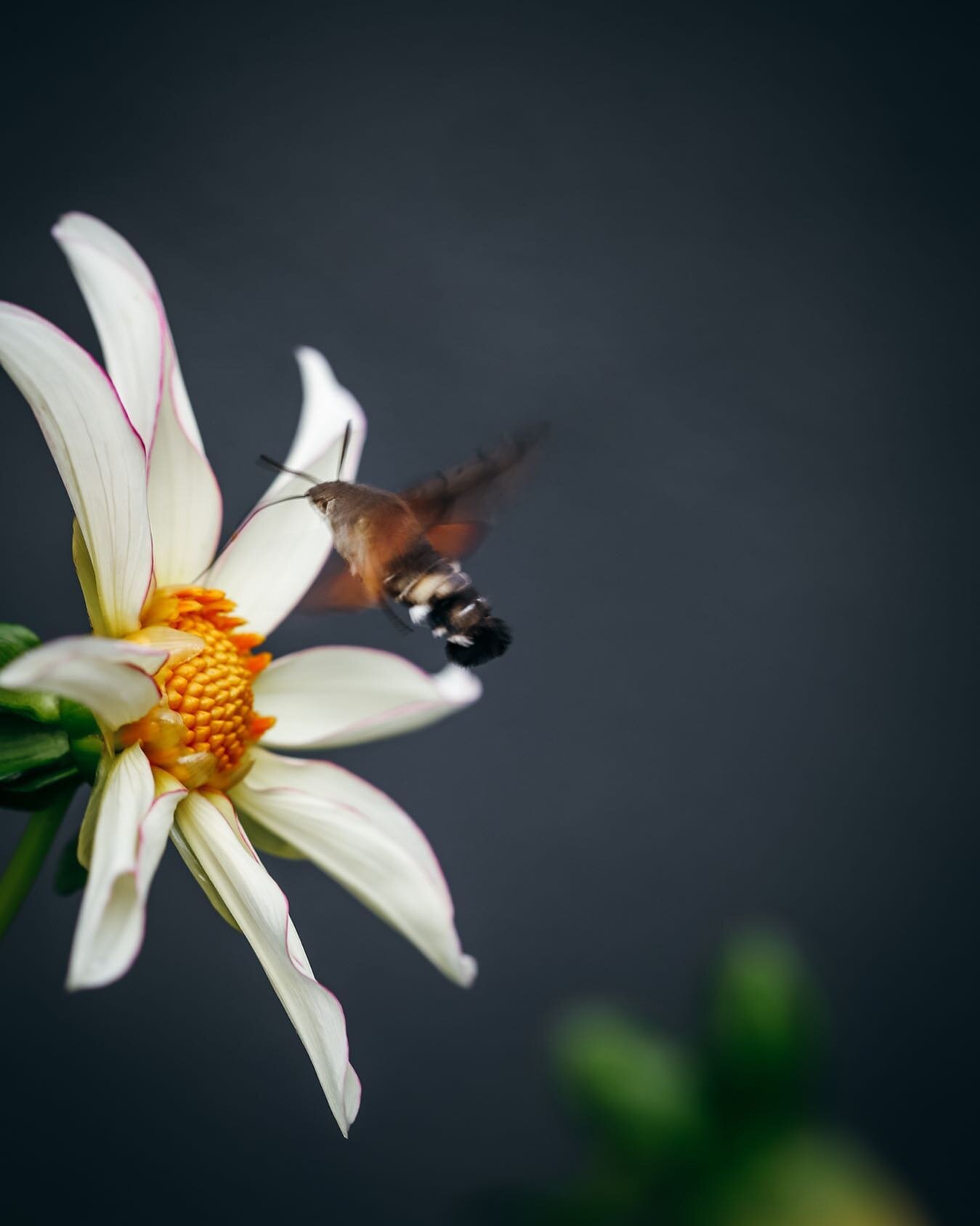 When a hummingbird hawk-moth dines on a Honka dahlia and I happen to stand right next to it with my camera. And all this in my blooming garden. Thank you nature. 

Wenn ein Taubenschw&auml;nzchen auf eine Honka Dahlie trifft und ich per Zufall mit me