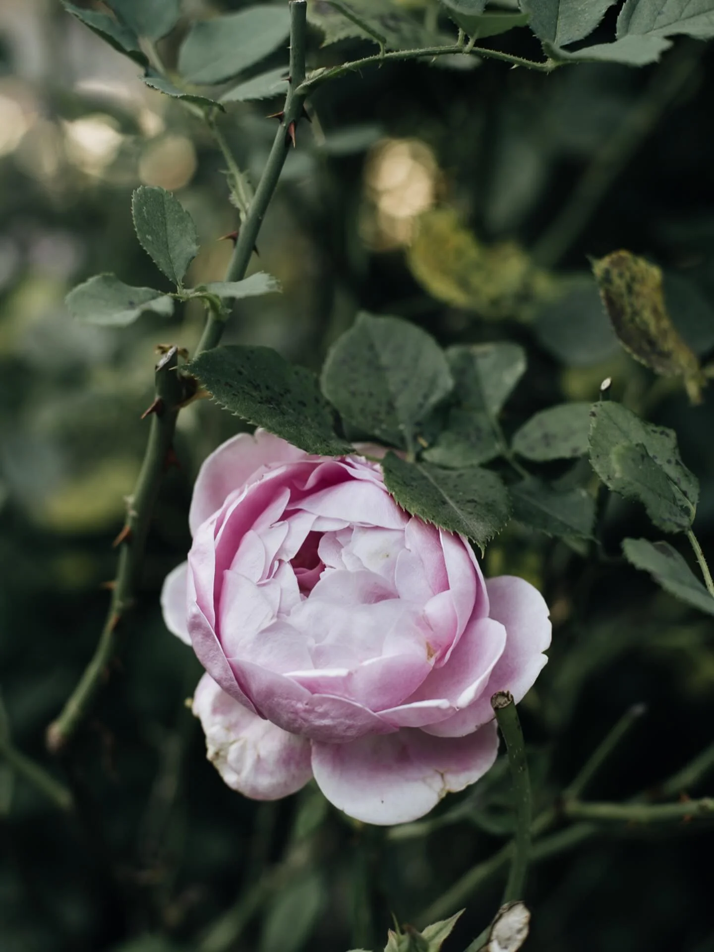 Walking through the garden and capturing the beauty in an attempt to preserve it a little bit longer. I don&rsquo;t know about you, but for me letting go is a difficult lesson to learn in life. The roses have been flowering their socks off this year 