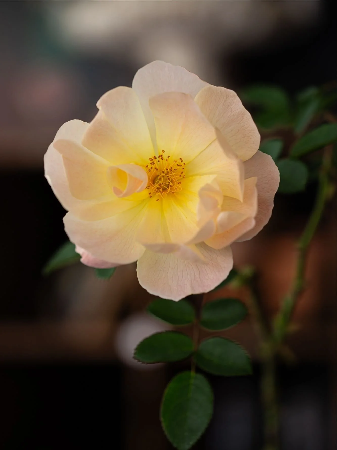 The Lark Ascending
As I looked up the meaning behind this intriguing name for a rose, I discovered the following surprising info. All I can say is: let&rsquo;s pray history will not repeat itself.

&lsquo;Vaughan Williams composed the classical piece