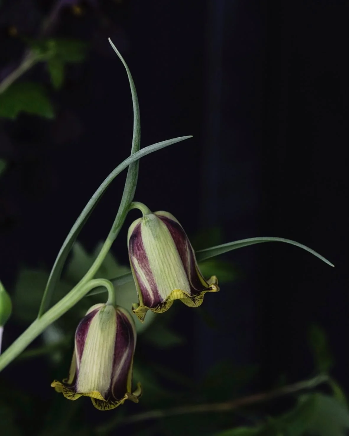 Fritillaria acmopetala - or the perfect flower for a fairy. This goes out to all the fairies of any gender out there who are mothering the next generation of happy humans. I don&rsquo;t know if it&rsquo;s just me, but I wish we could rename Mother&rs