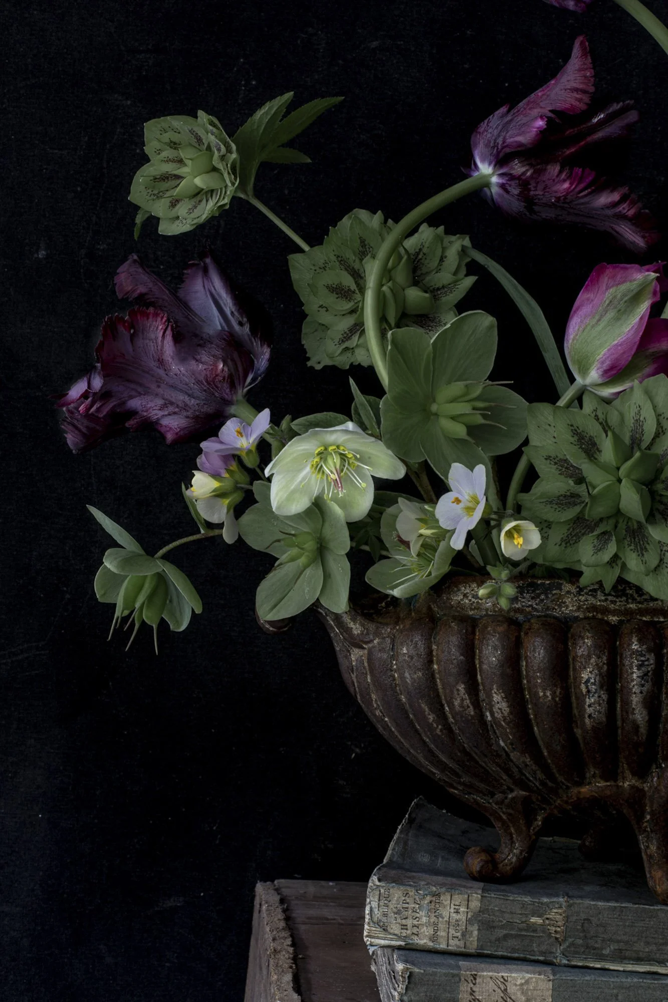 Dutch Masters Stories-1.jpg