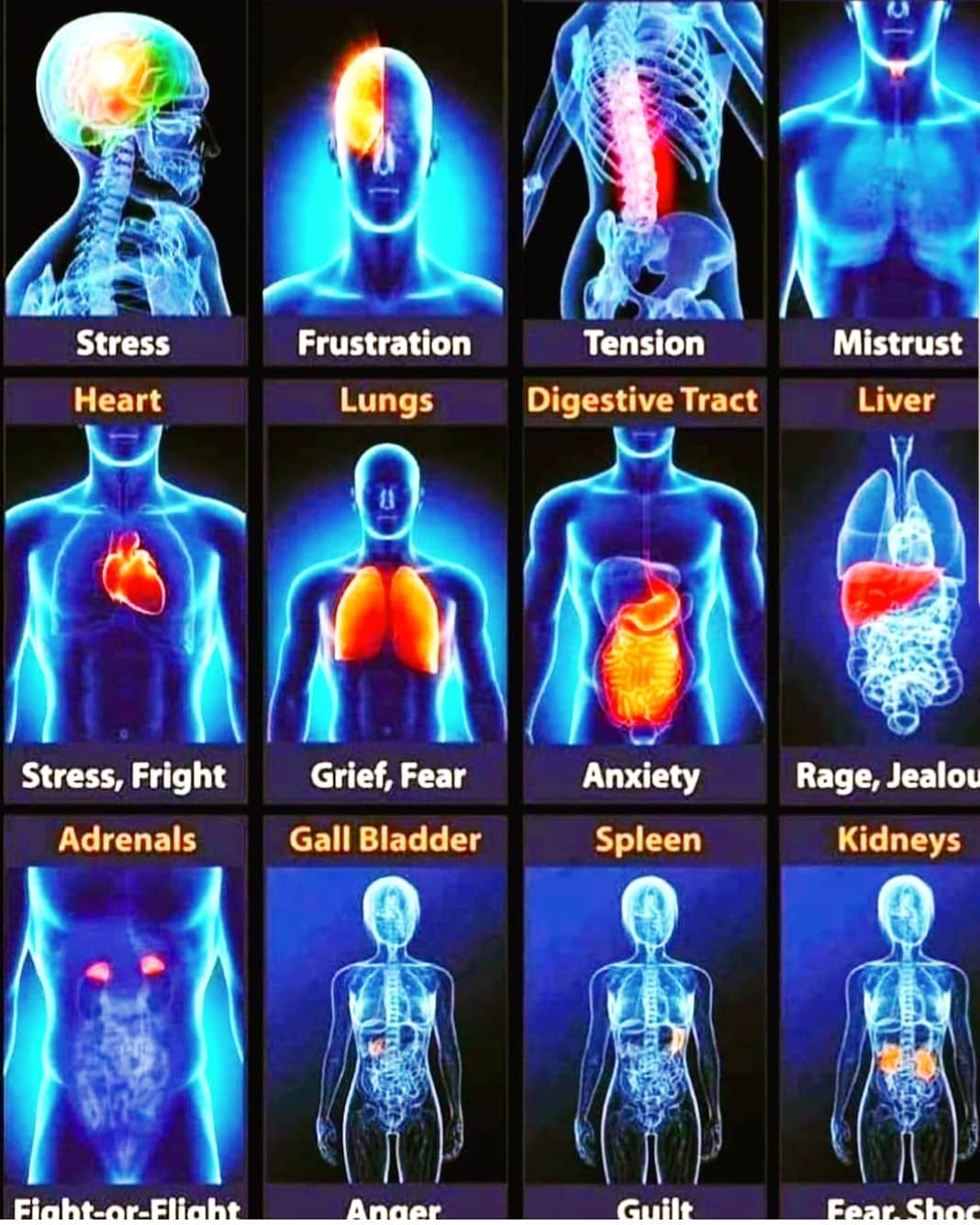 bodymap