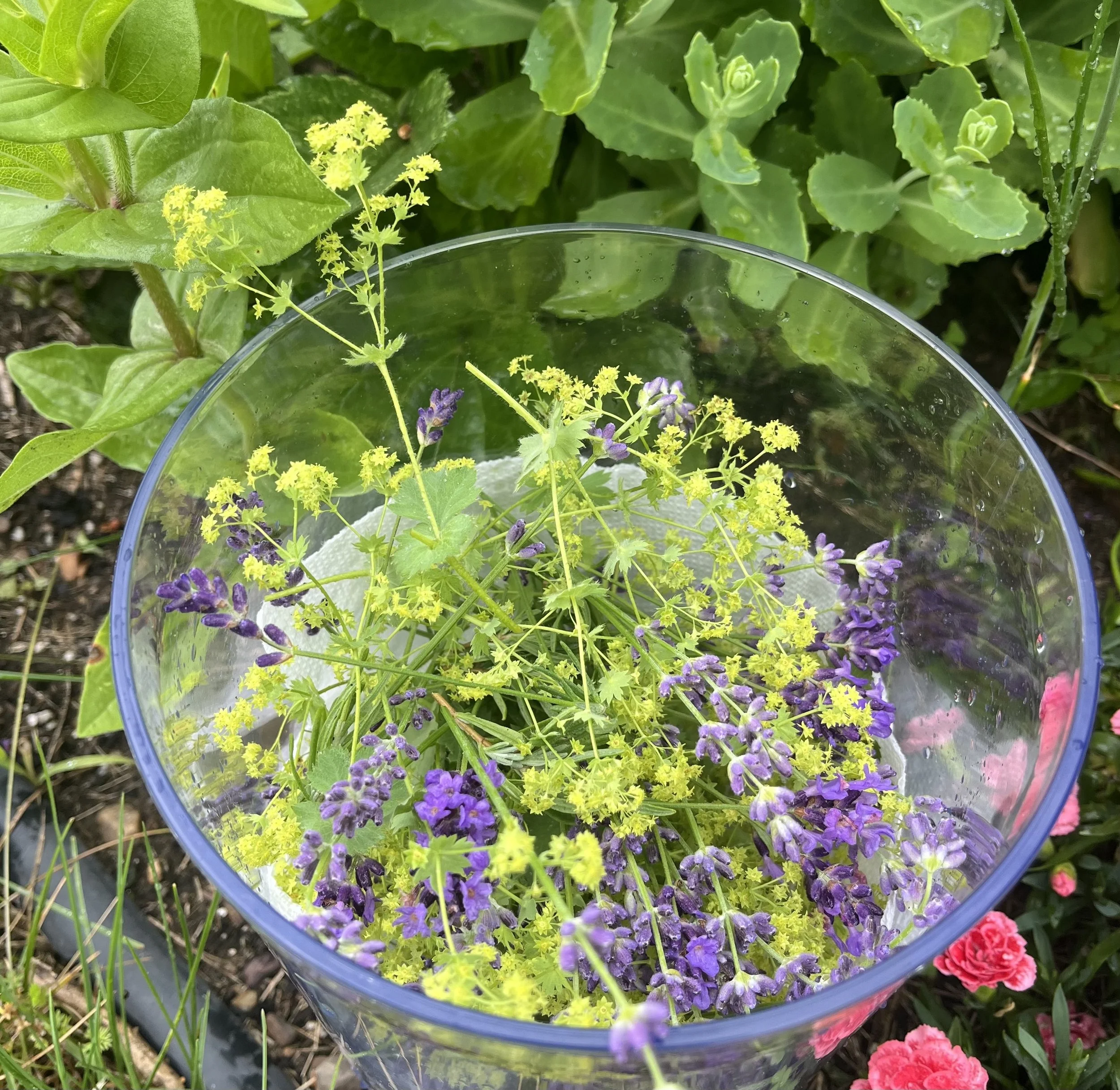 Close-up of purple and yellow flowering plants in a glass bowl among green leaves.