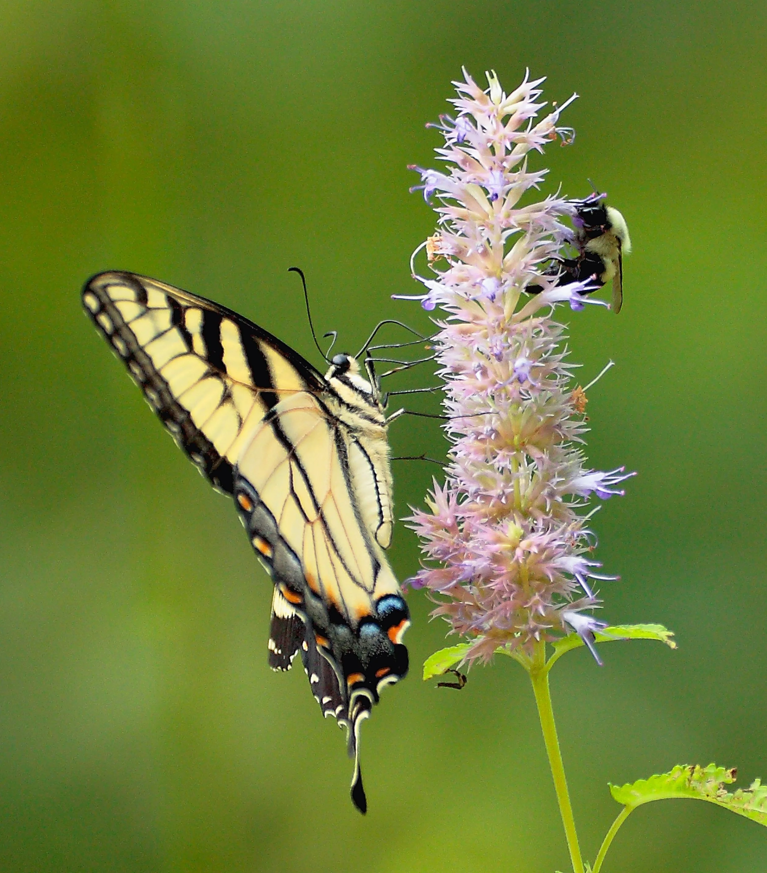 "Nature's Best Hope" by Dr. Doug Tallamy