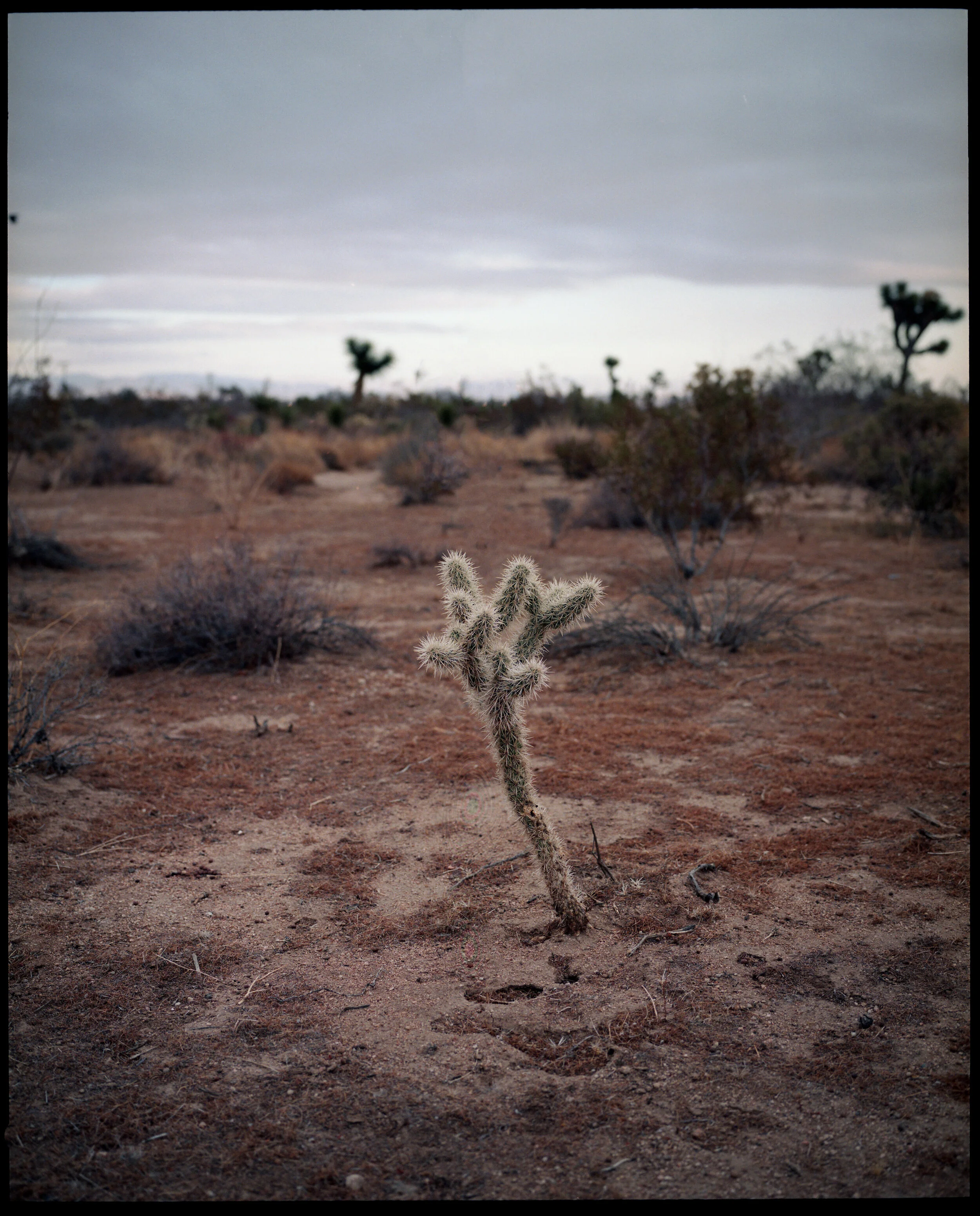 JT_Cactus_img482.jpg