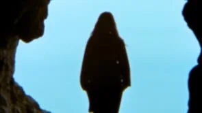 Primitive Core Premium