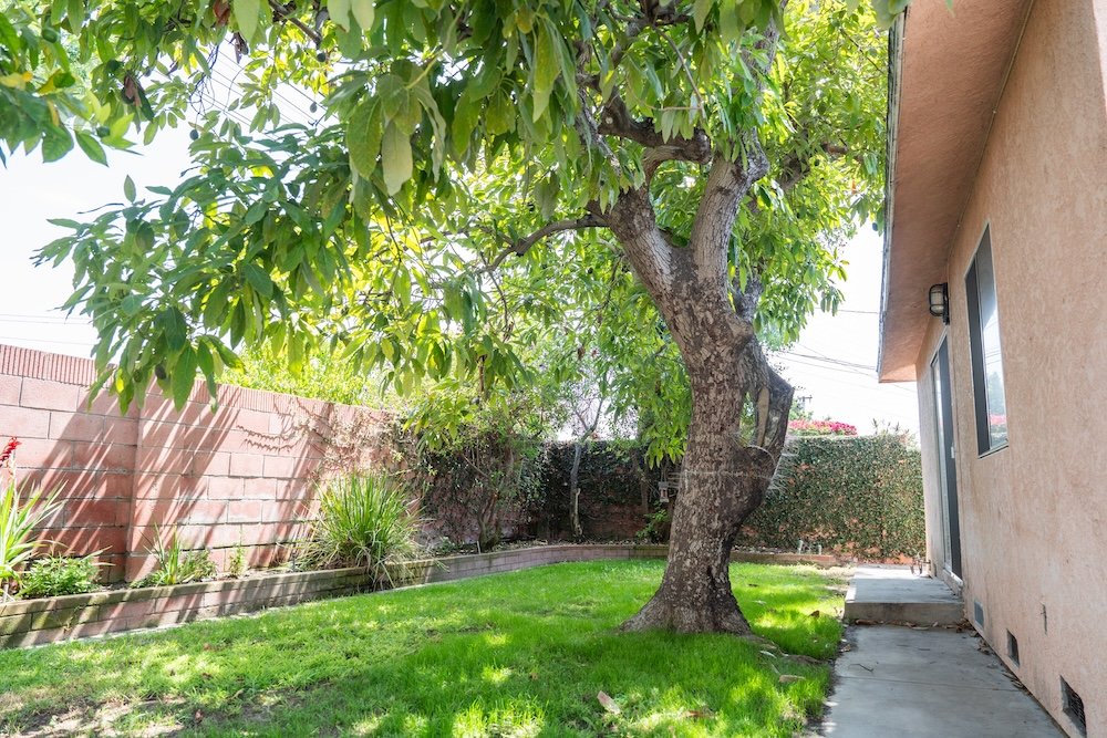 40 backyard.jpg
