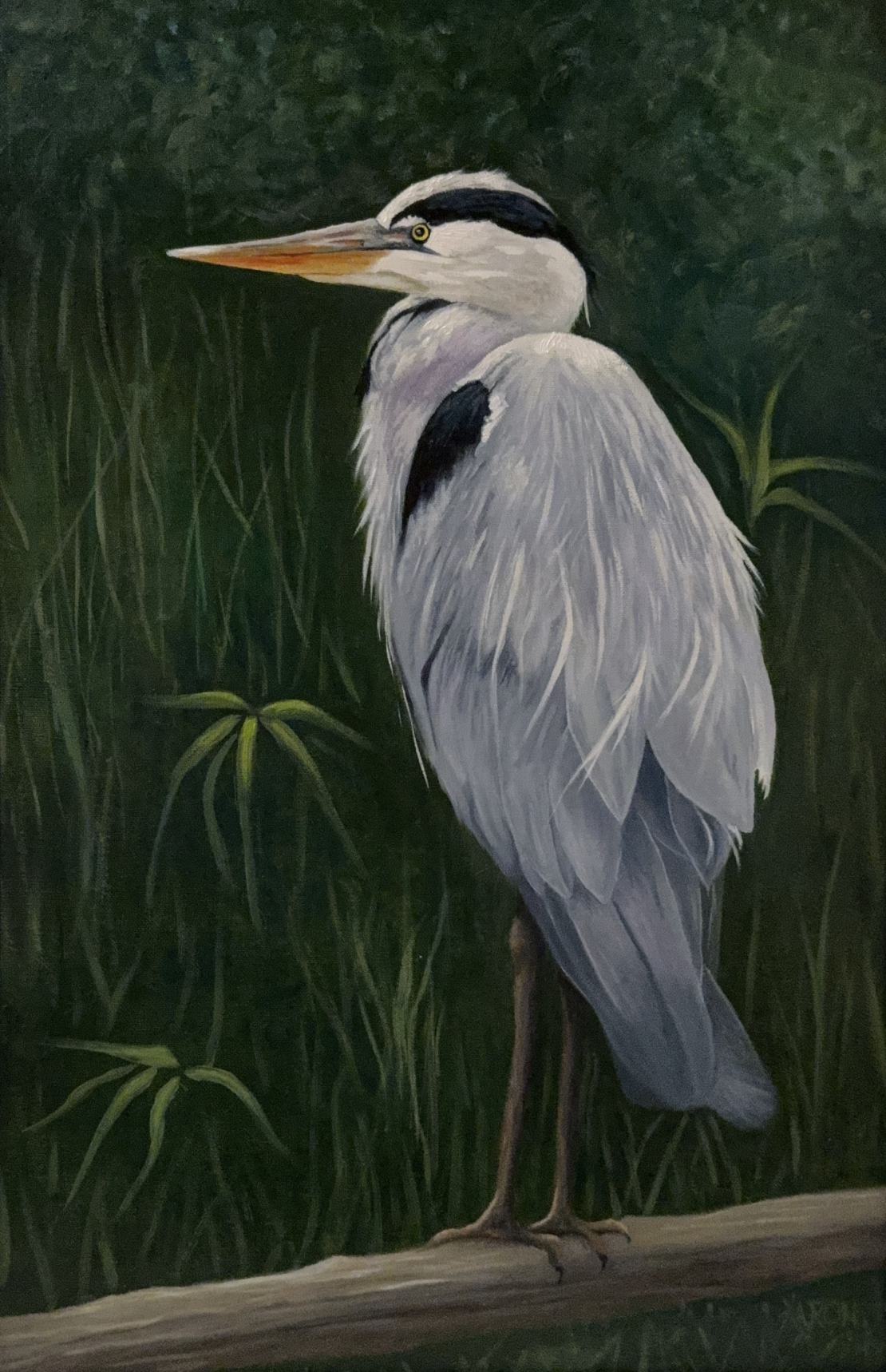 Perched Heron Oil.   16 x 25