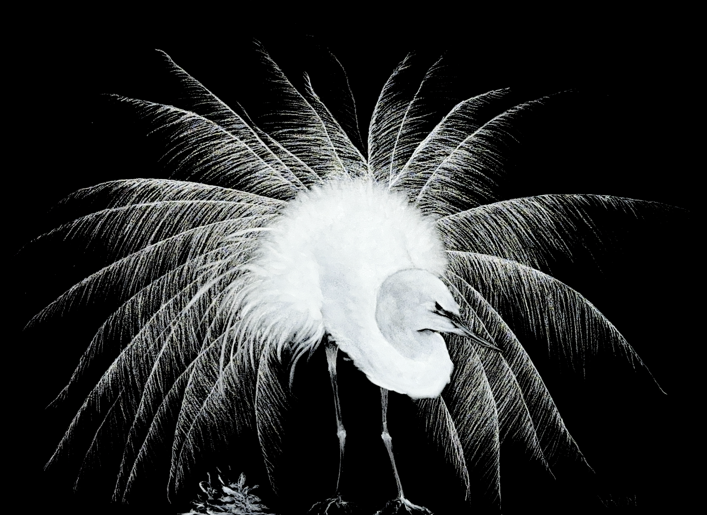 Flaring Egret  Pastel. 18 x 26