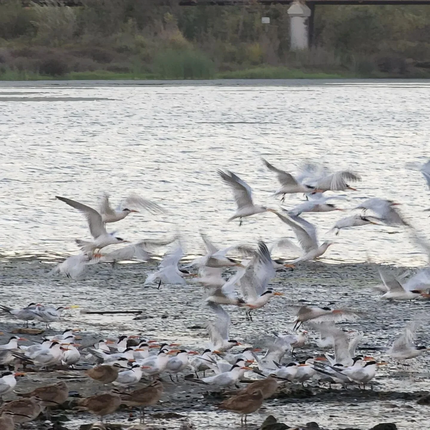 Bird walk at #malibulagoon with @amazonreign805