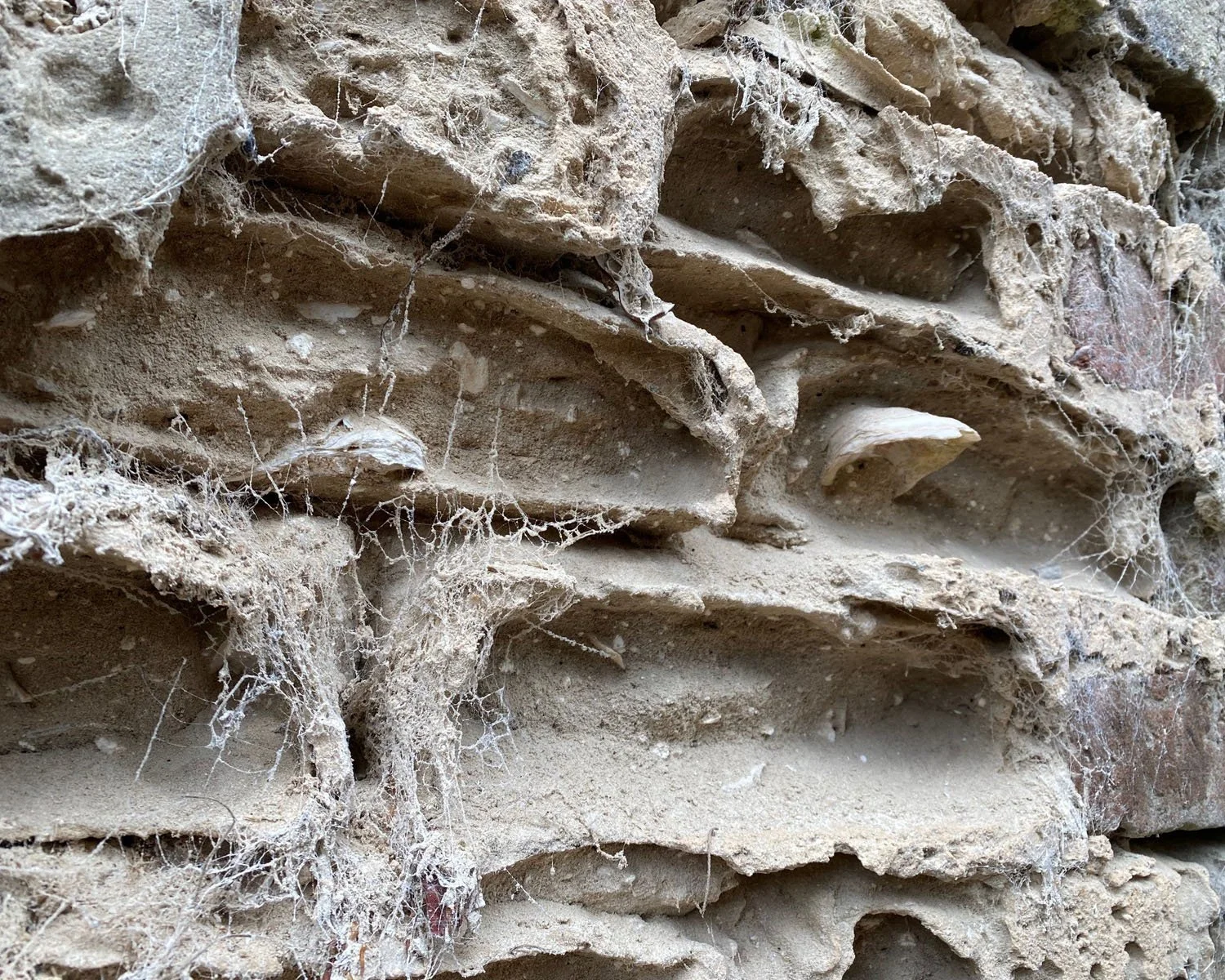 Sourced from the Sea