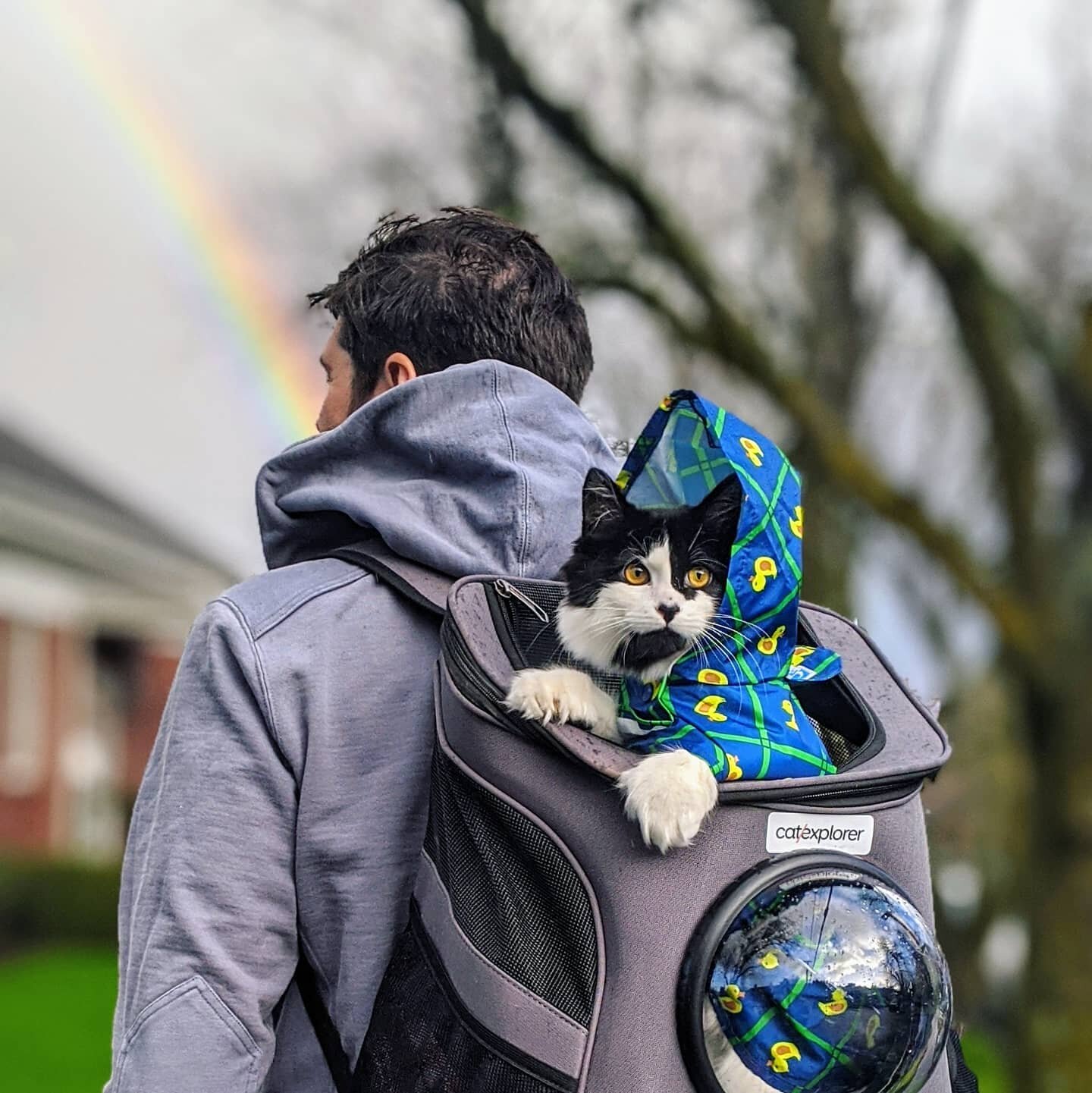 hiking cat backpack