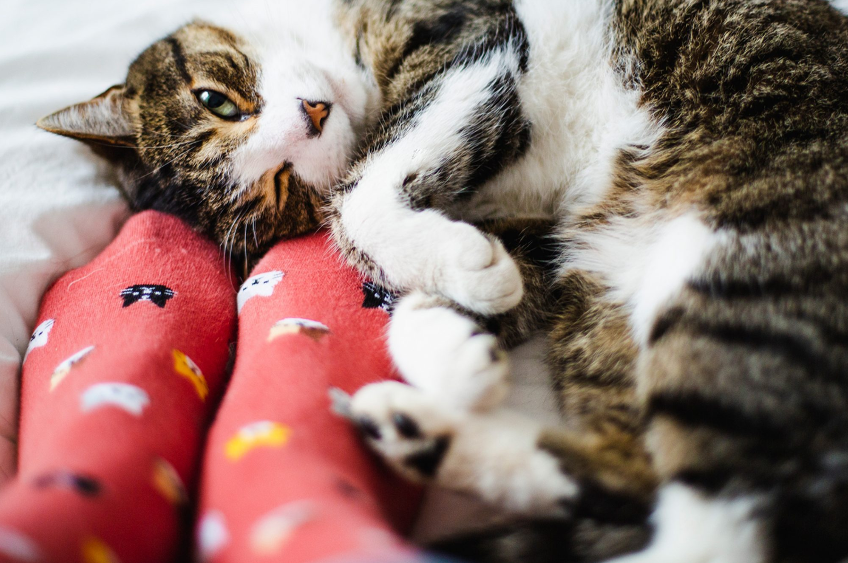 Pet Content Creator For Hire — PAWS PDX TRAVELS