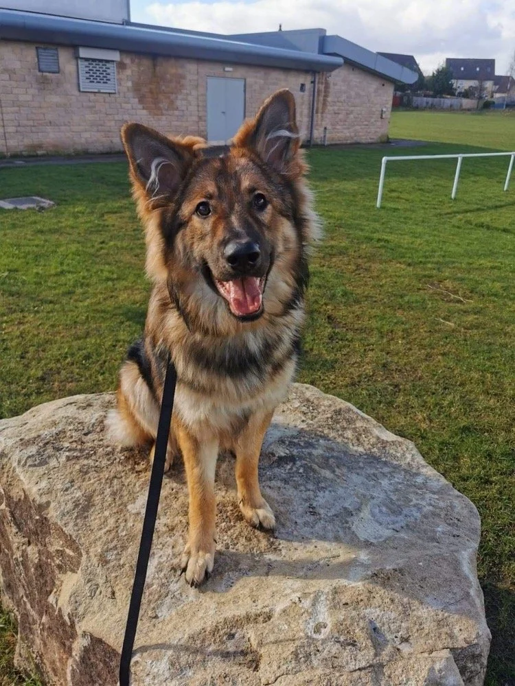 German shepherd training in rutland