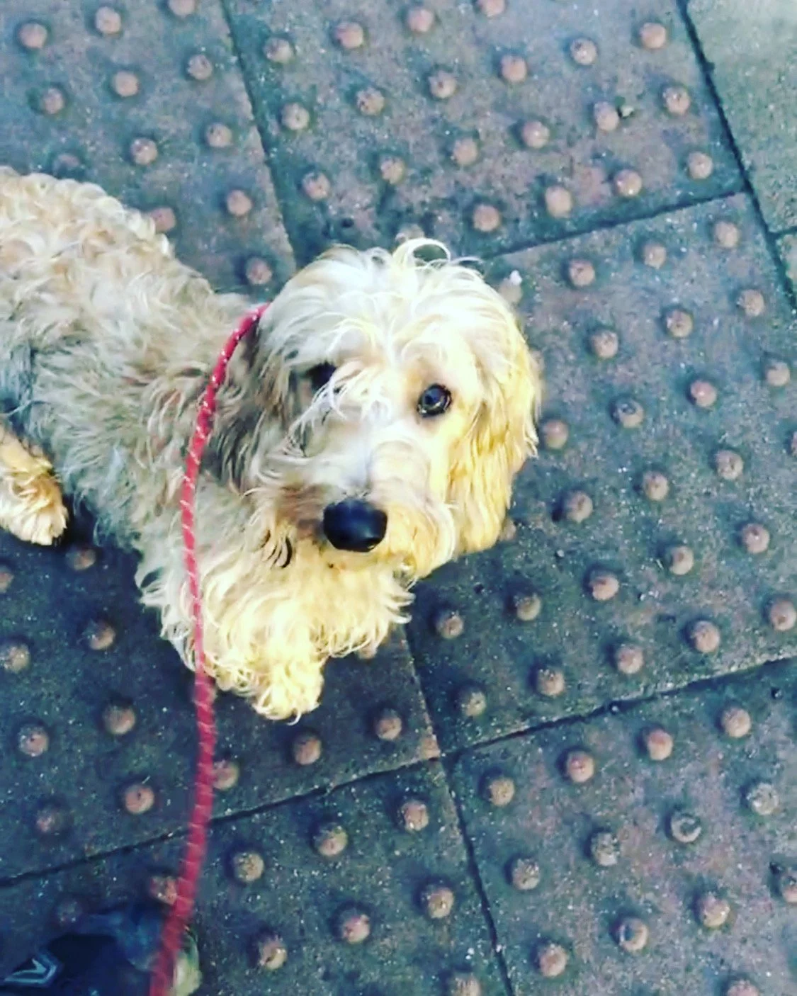 Puppy training in oakham