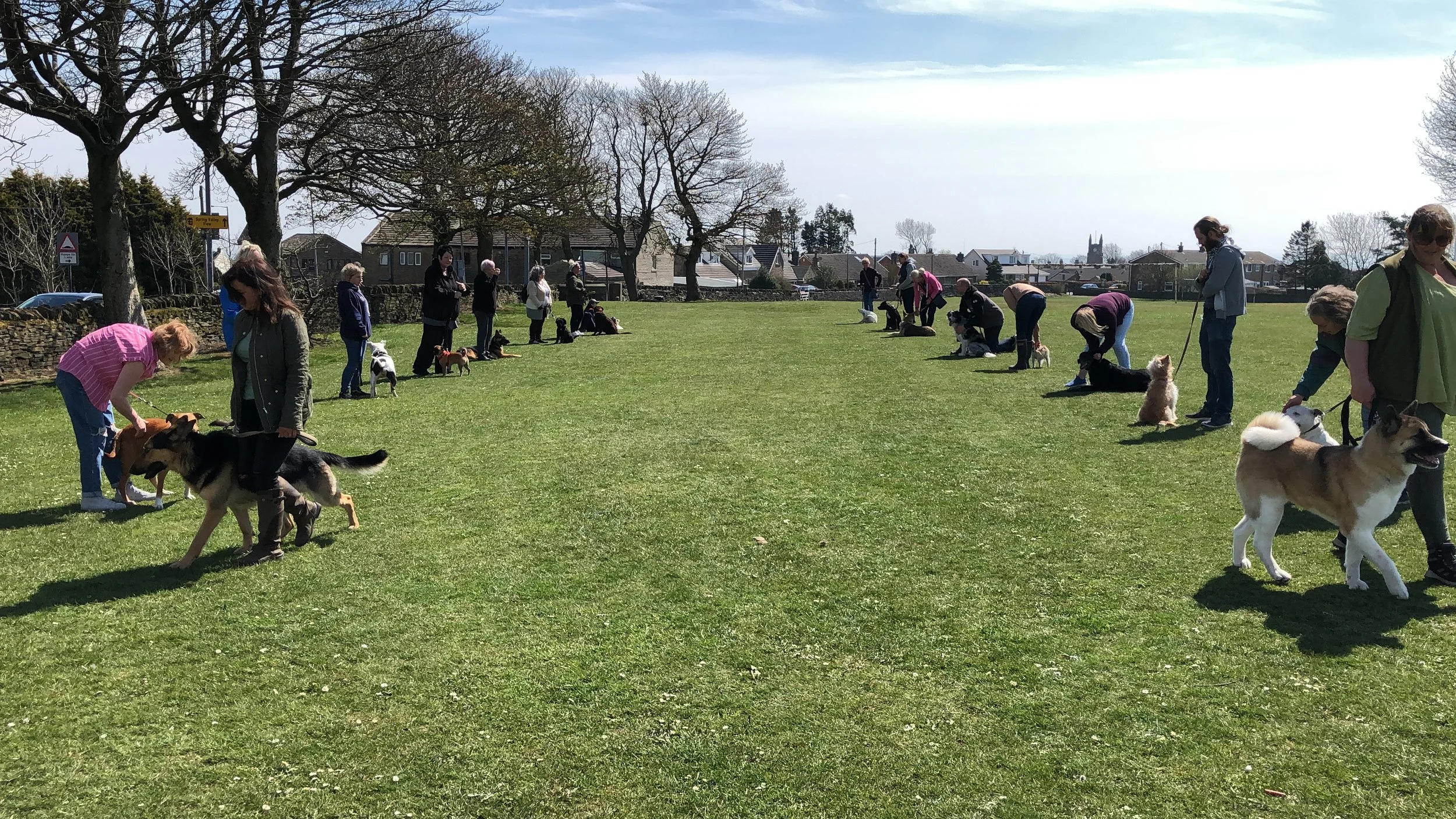 group dog training in Rutland