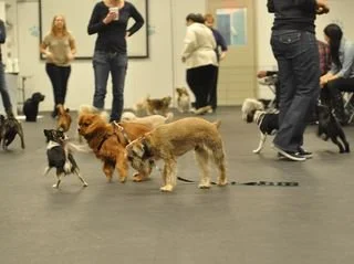 Puppy socialising