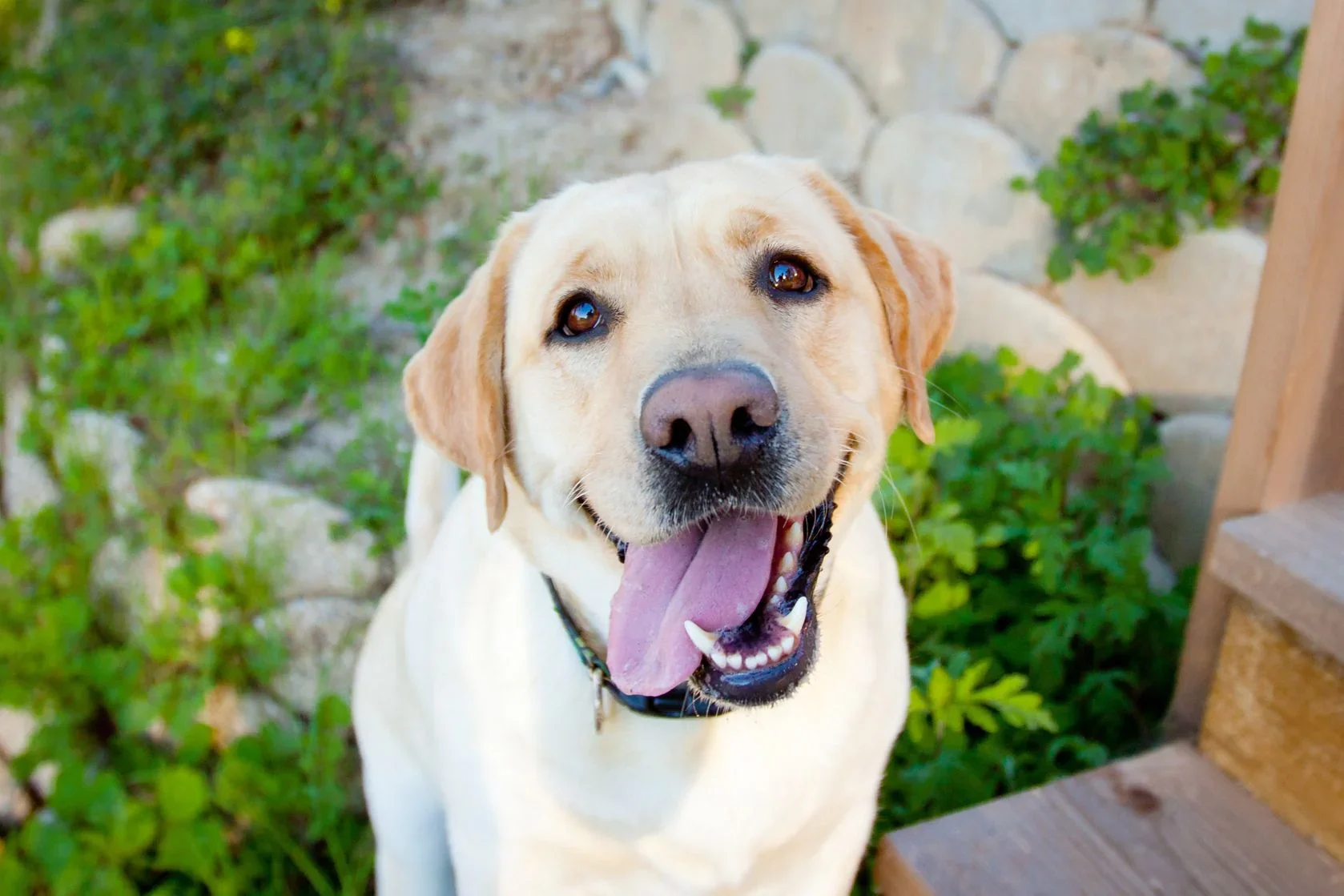 Labrador training