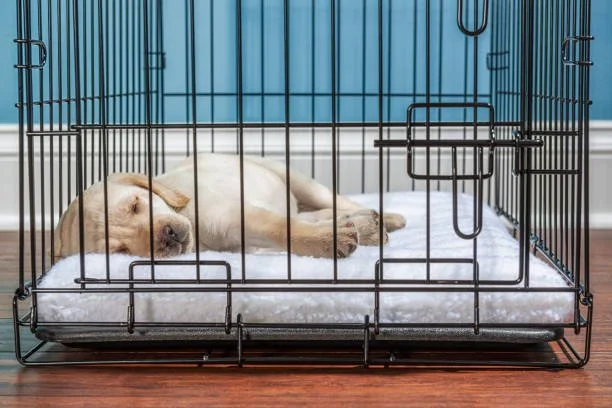 dog asleep in a crate