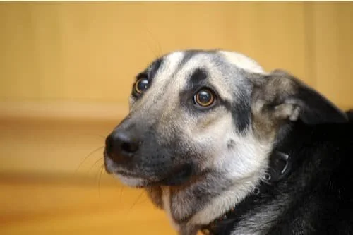 anxious stressed nervous dog training