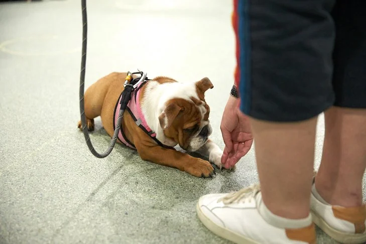 Puppy training