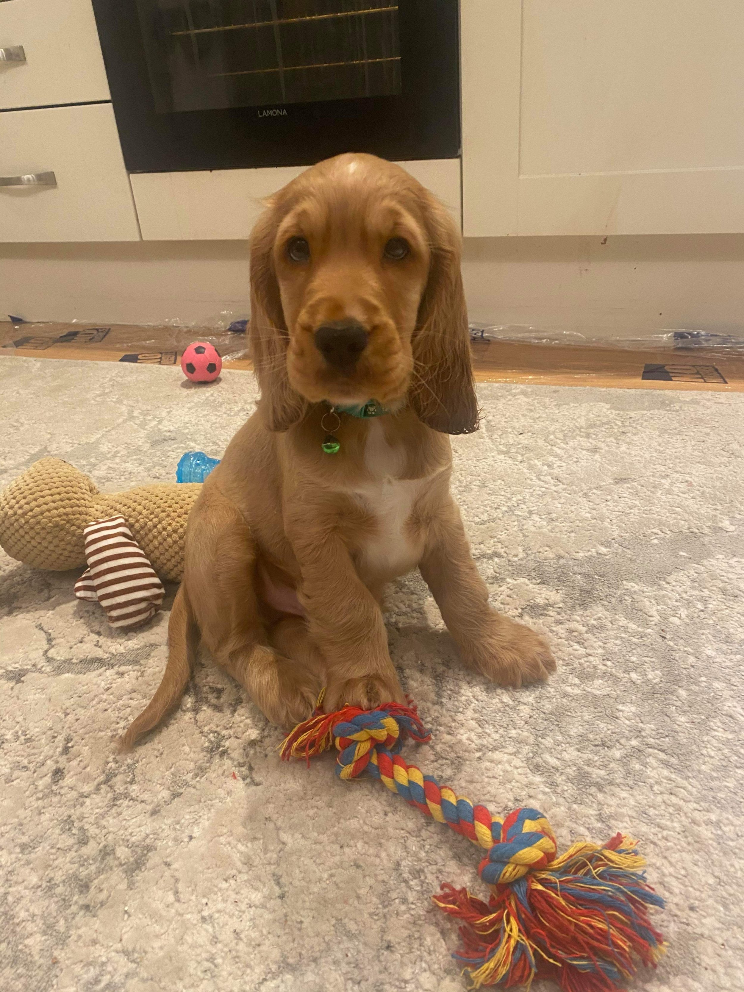 Puppy training in Rutland