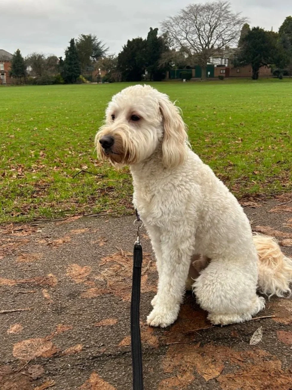 Doodle training in Oakham