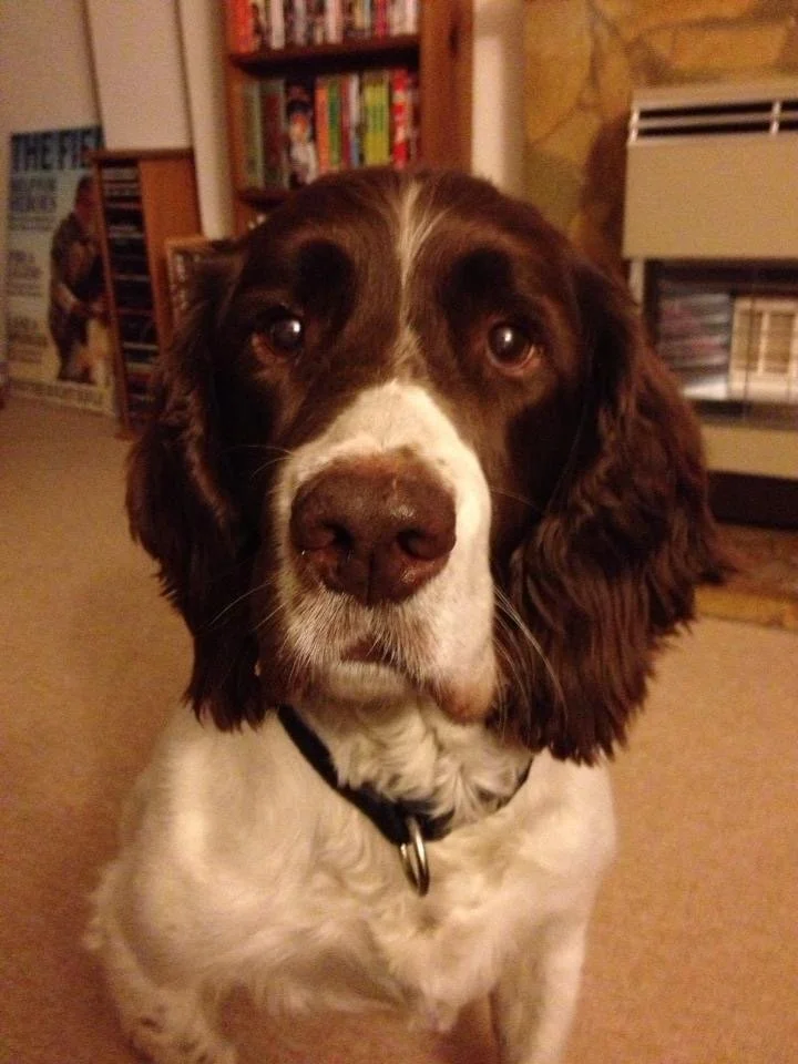 Springer spaniel training in Rutland