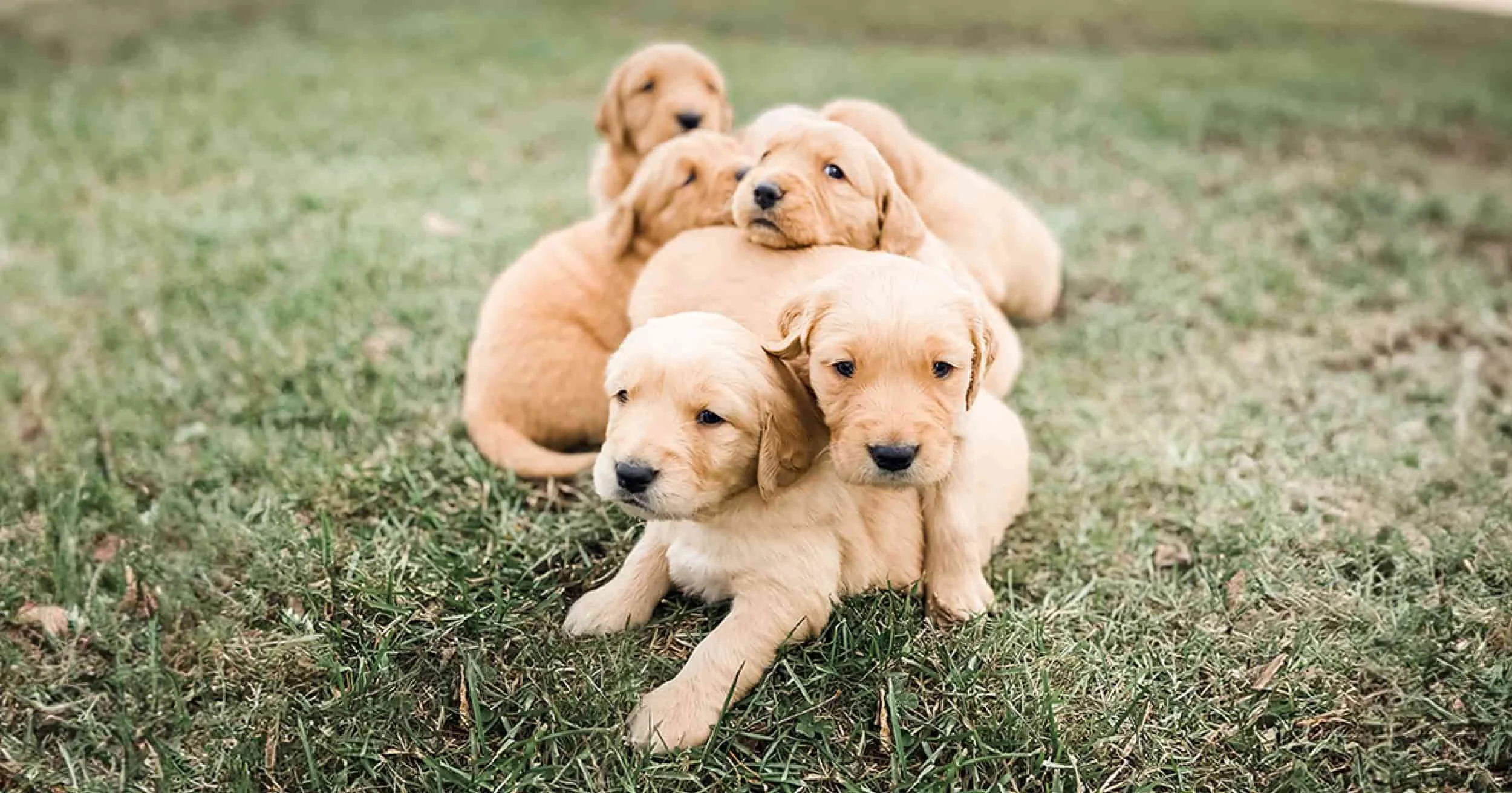 Puppy training in Oakham