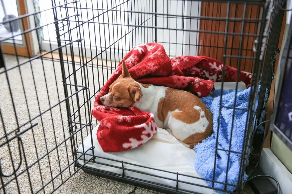 puppy being crate trained