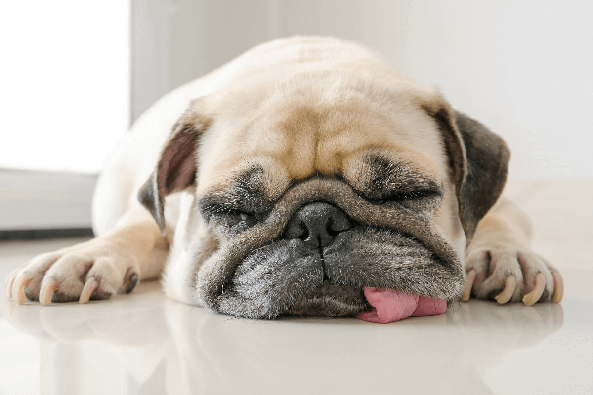 relaxed dog
