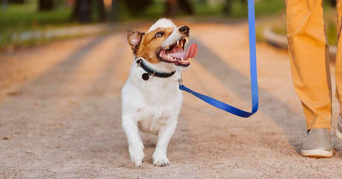 a dog loose lead walking