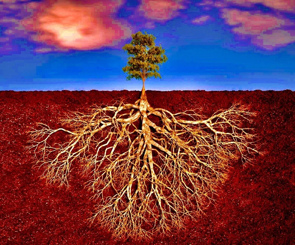 New Moon Dec 19, 2025 at 20:43 ET in Mula: The Roots Reveal and Release