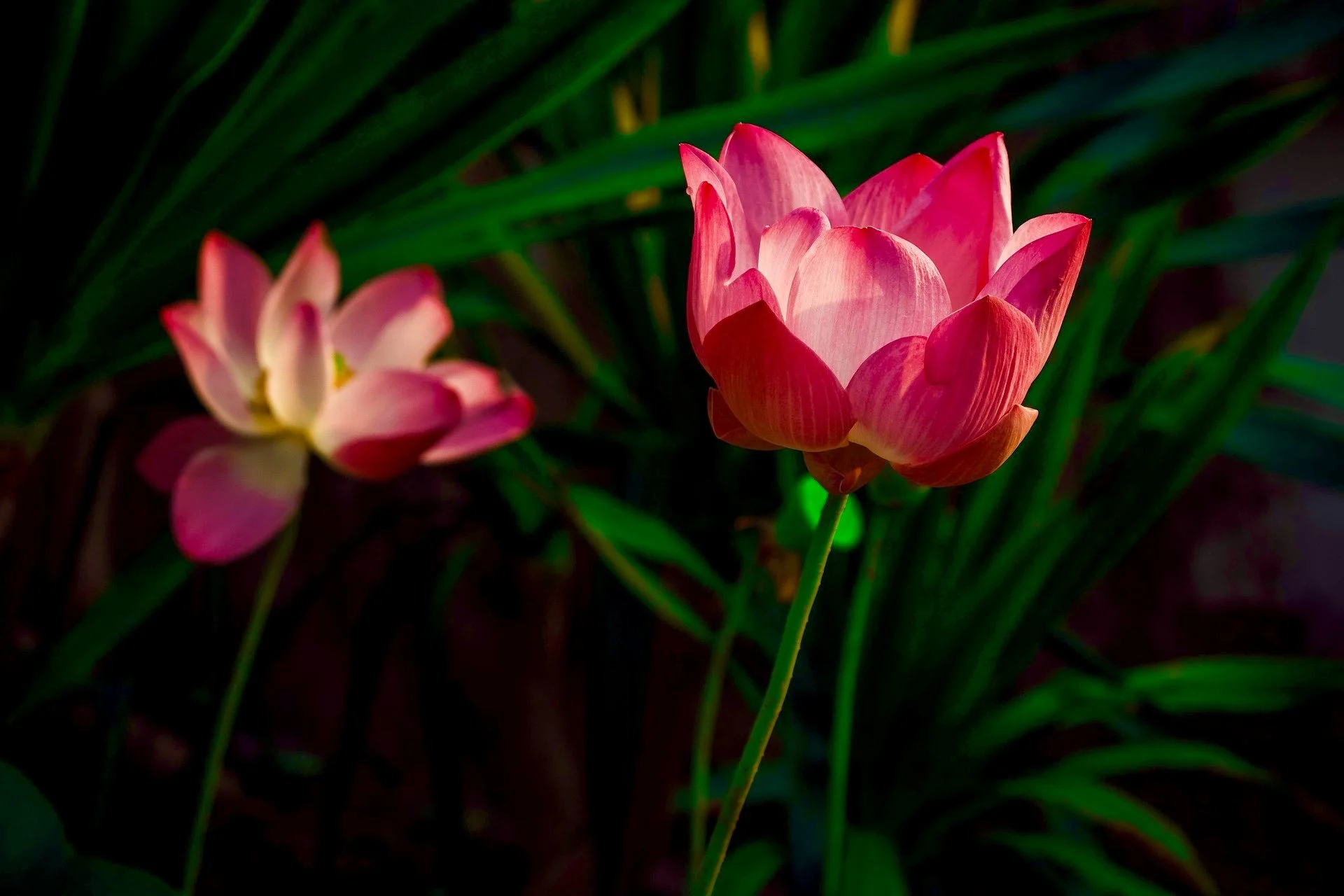 May 31, 2026 at 4:45am ET Full Moon in Anuradha: Friendship and Devotion 