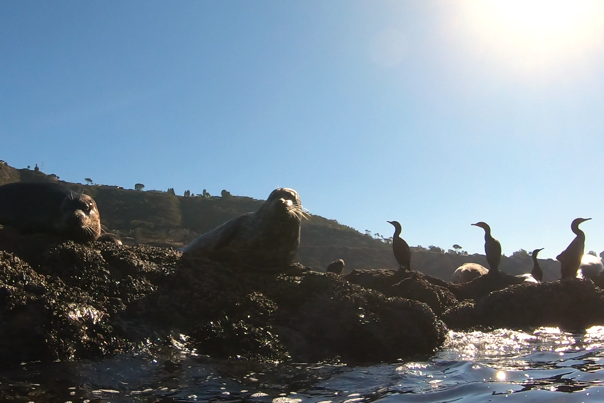 Flat Rock with Harbor Seals of Palos Verdes