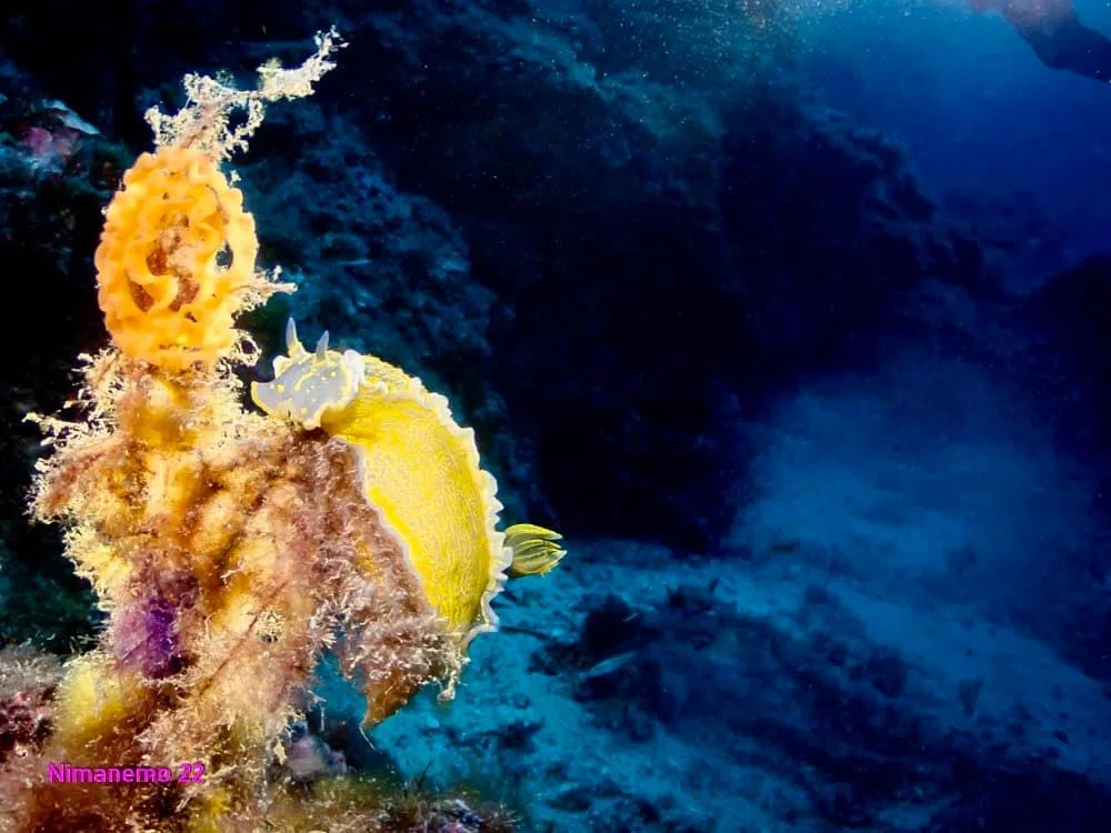 Scuba Diving with Nudibranches close up