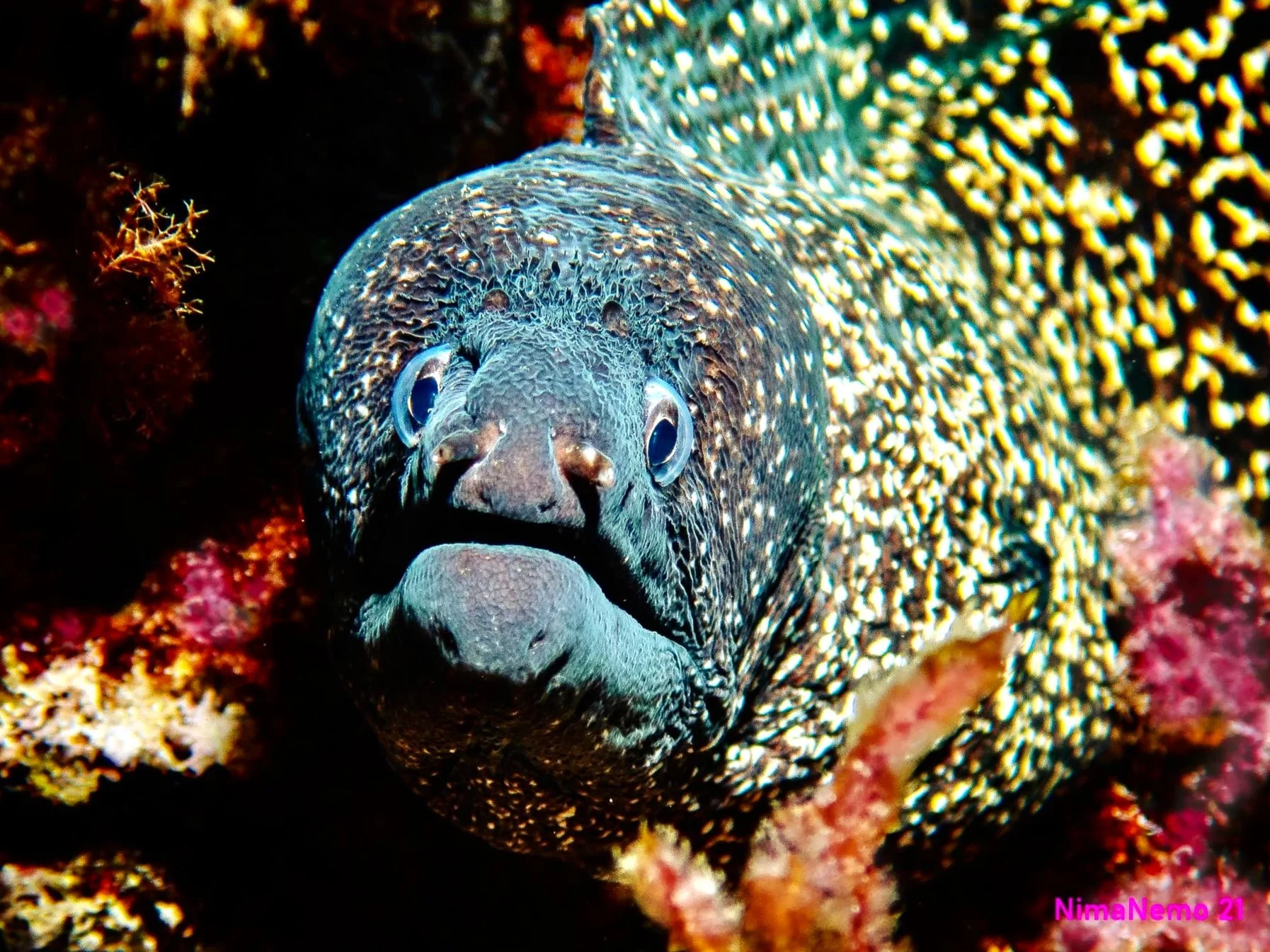 Scuba Diving with spotted Moray Eel in Maldives