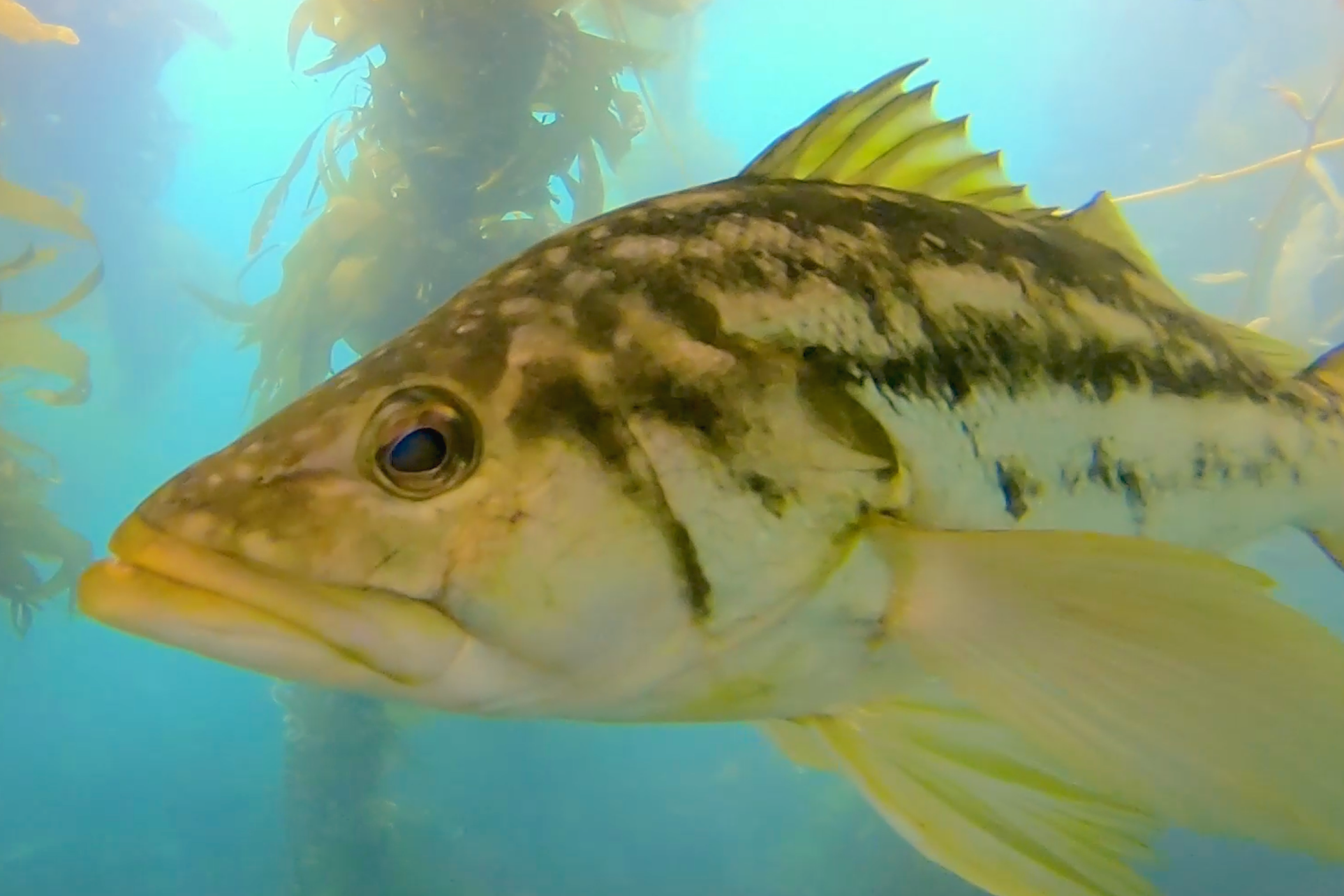Laguna Beach kelp forest Calico Bass