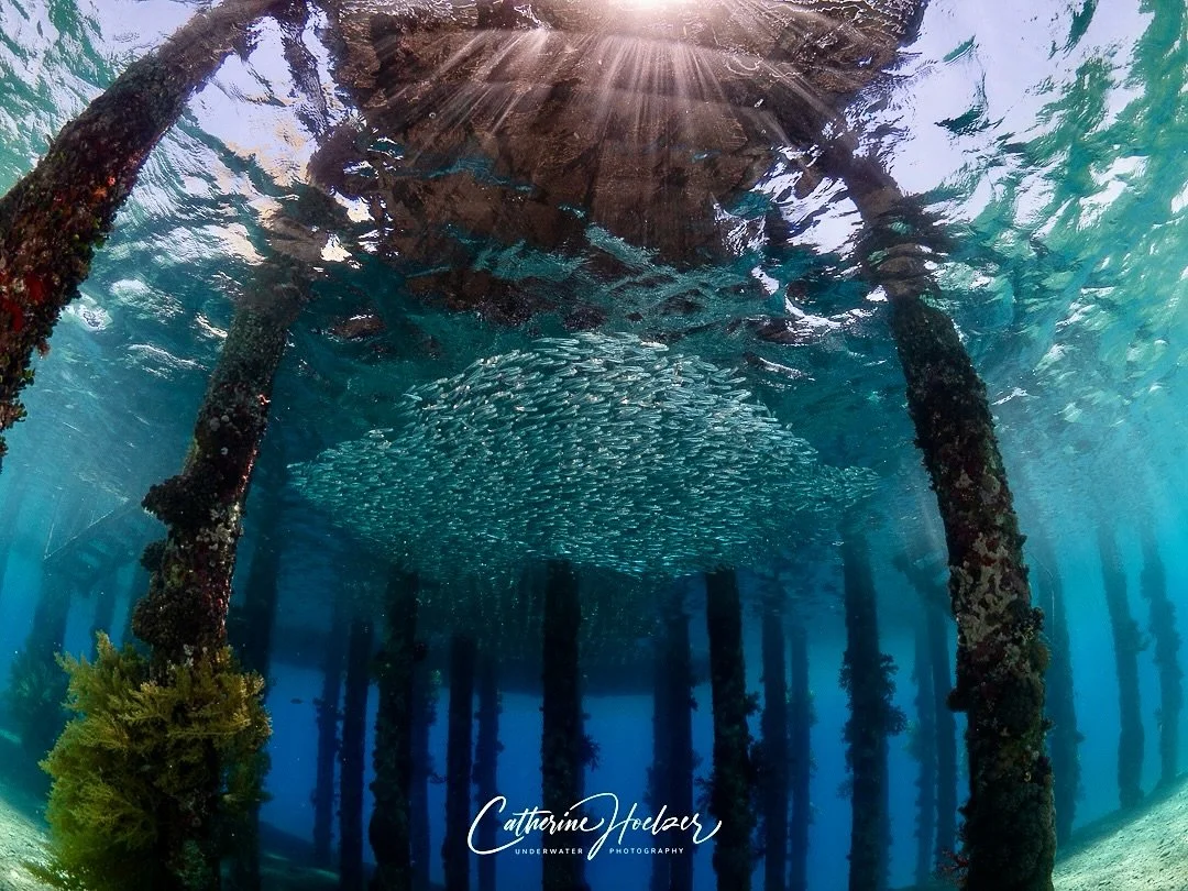Under Pier Cozumel Mexico by Catherine Anne