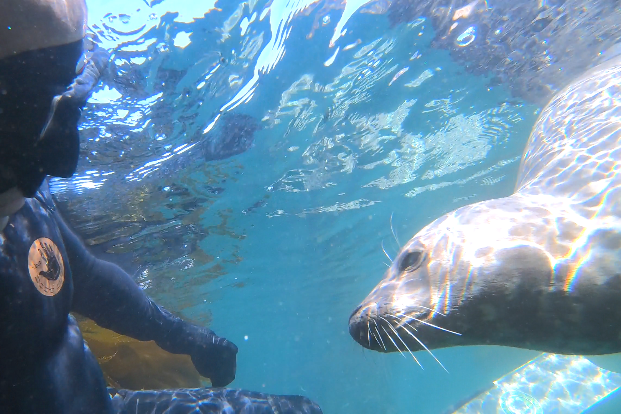 Diving with Harbor Seal at Palos Verdes, California