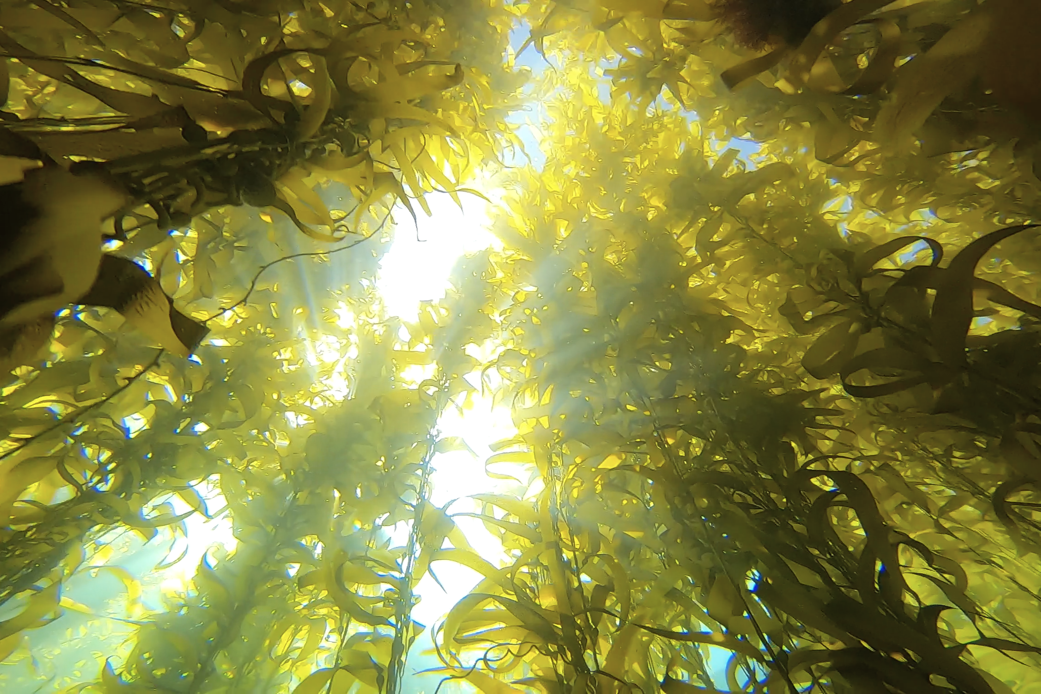 Kelp Forest of Palos Verdes, California