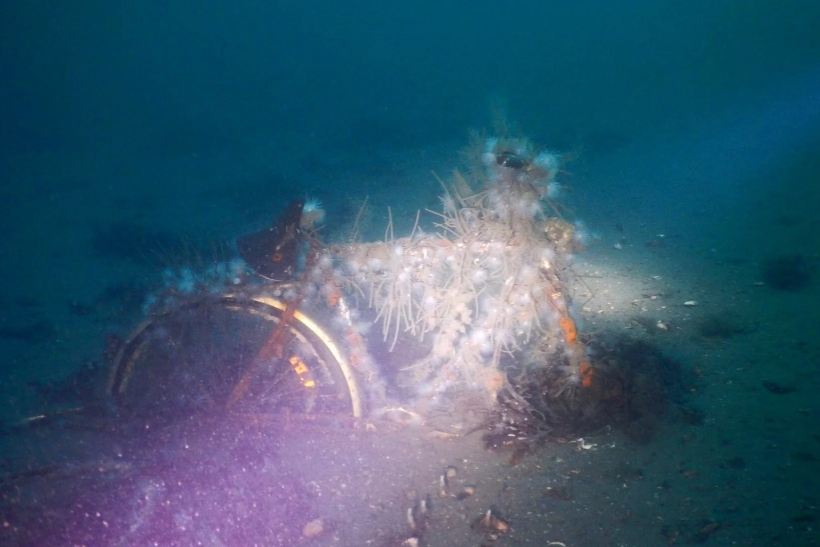 Scuba diving murky bicycle in ocean